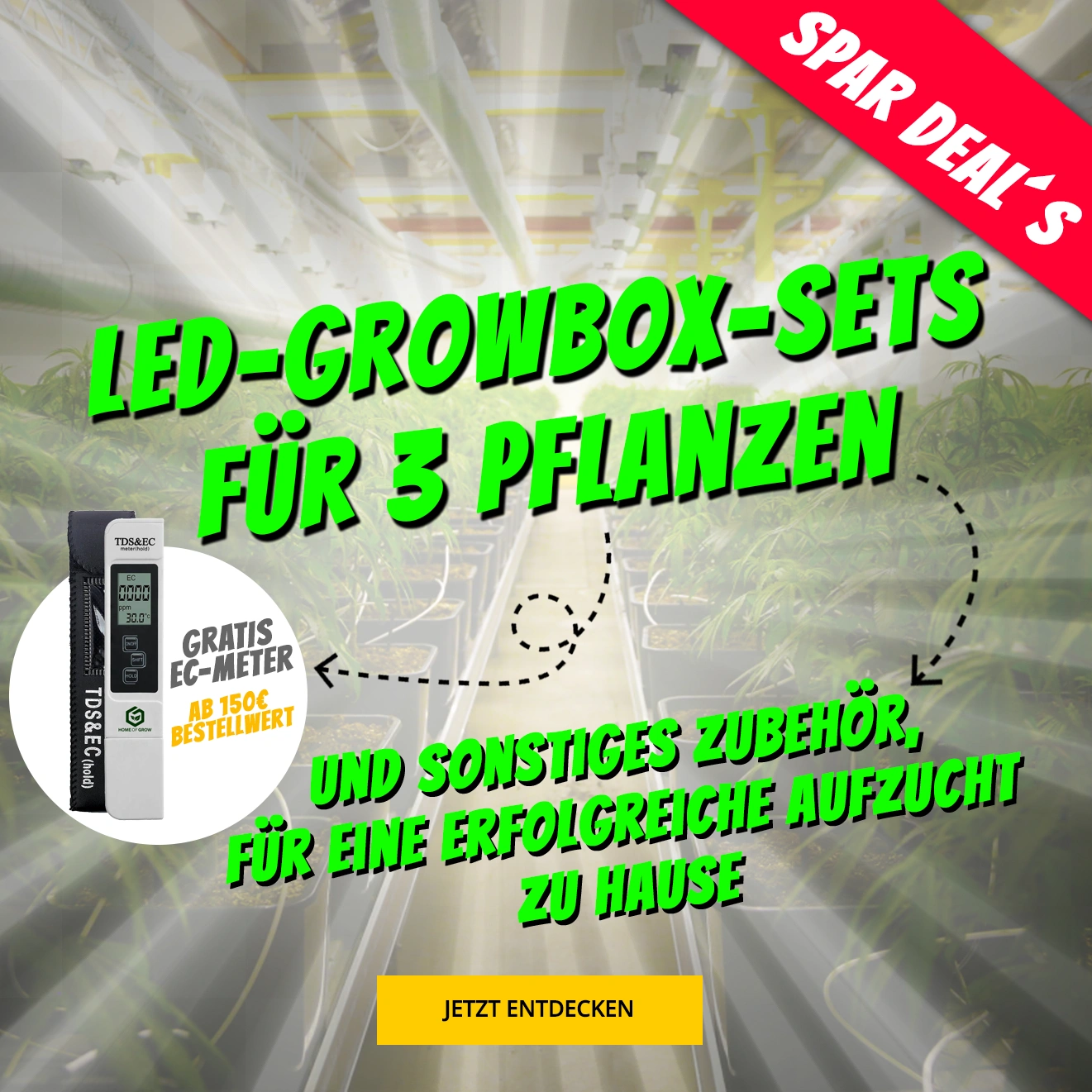 Growversand Banner 3 Cannabispflanzen für jeden Mobil